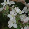 Pink Lady Apple #5 - Image 2